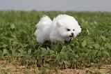 BICHON FRISE 219